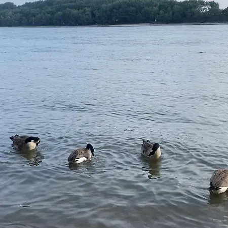 Nido Vela * Wesseling