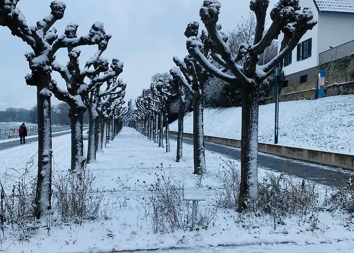 Nido Vela * ヴェッセリンク